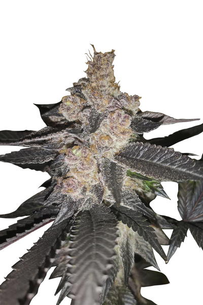 Auto Biscotti by Apex Seeds, Autoflower cannabis strain