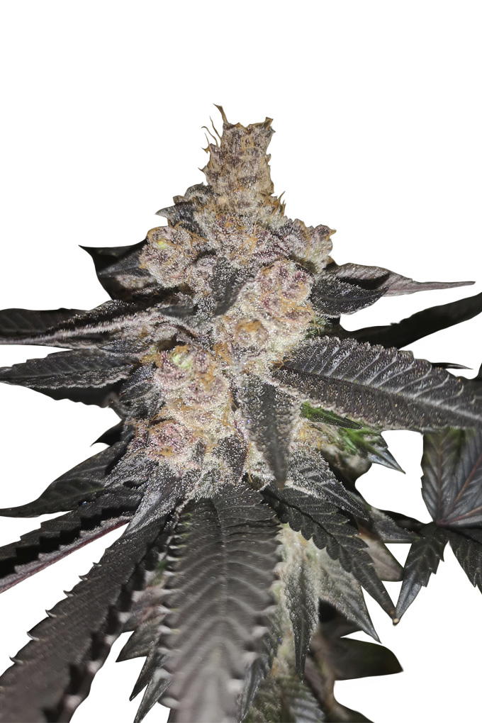 Auto Biscotti by Apex Seeds, Autoflower cannabis strain