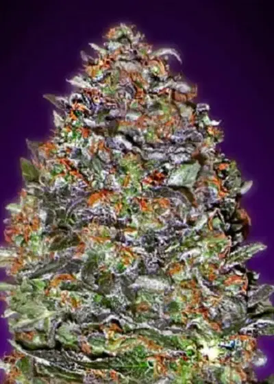 Auto Black Diesel by Sensible Seeds, Autoflower cannabis strain