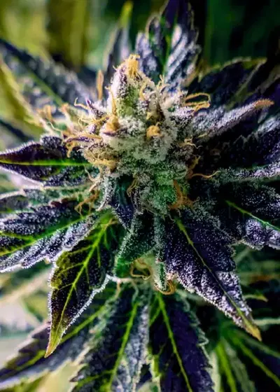 Auto Black Opium by Divine Seeds, Autoflower cannabis strain