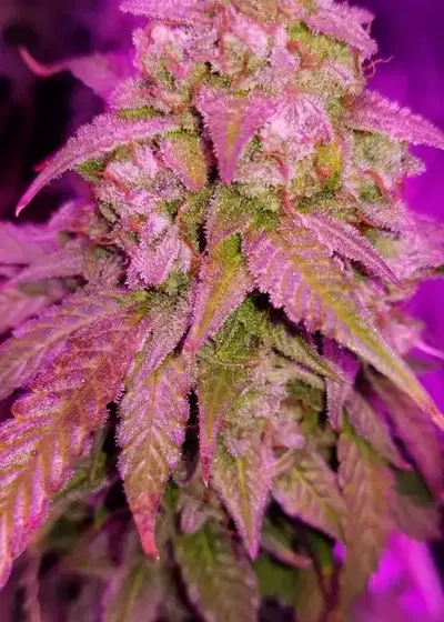 Auto Blow Dream by Victory Seeds, Autoflower cannabis strain