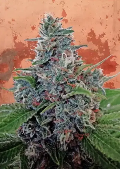 Auto Blue Amnesia by Ministry of Cannabis, Autoflower cannabis strain