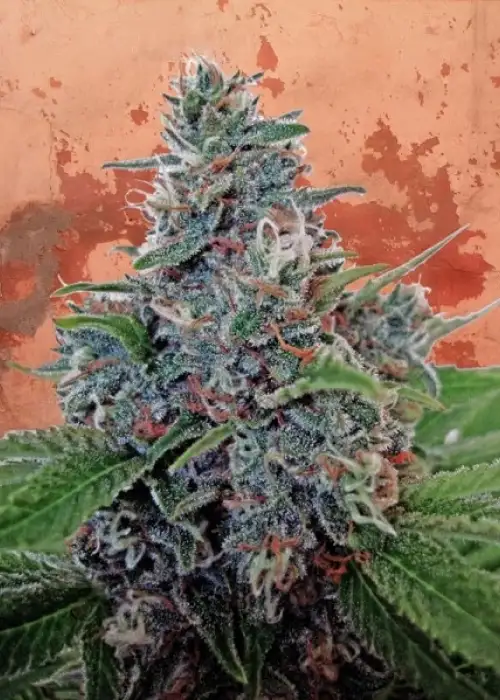 Auto Blue Amnesia by Ministry of Cannabis, Autoflower cannabis strain