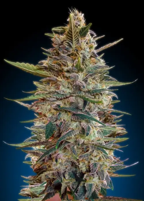 Auto Blue Diesel by Advanced Seeds, Autoflower cannabis strain