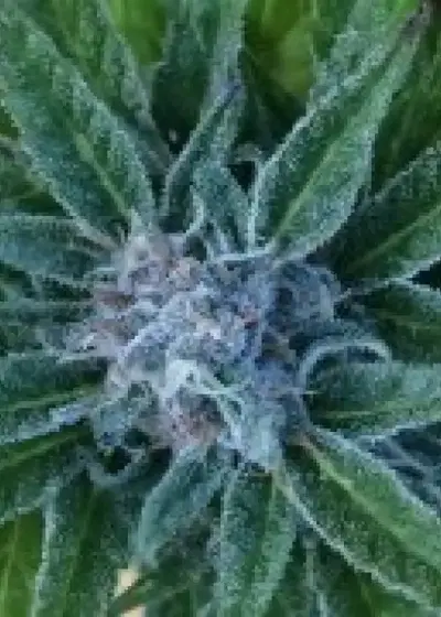 Auto Blue Mango by BSB Genetics, Autoflower cannabis strain