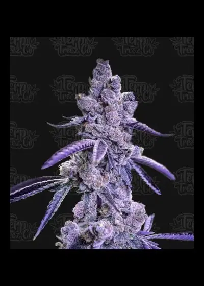 Auto Blue Nerdz by Terp Treez Co., Autoflower cannabis strain