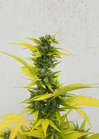 Auto Blue by Biological Seeds, Autoflower cannabis strain