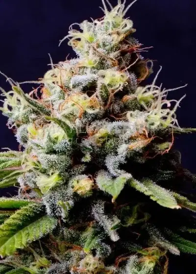 Auto Blueberry 420 by The Bulldog Seeds, Autoflower cannabis strain