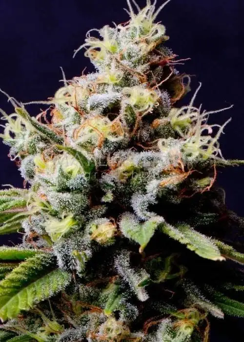 Auto Blueberry 420 by The Bulldog Seeds, Autoflower cannabis strain