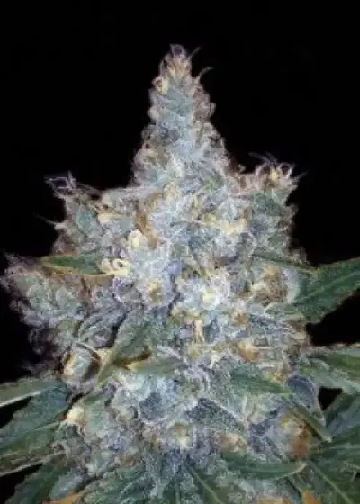 Auto Blueberry Berry by BulkSeedBank, Autoflower cannabis strain