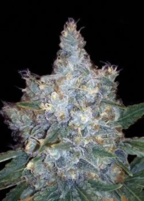 Auto Blueberry Berry by BulkSeedBank, Autoflower cannabis strain