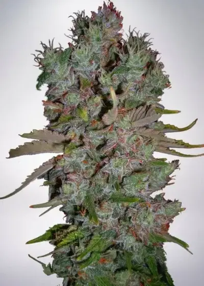 Auto Blueberry Domina by Ministry of Cannabis, Autoflower cannabis strain