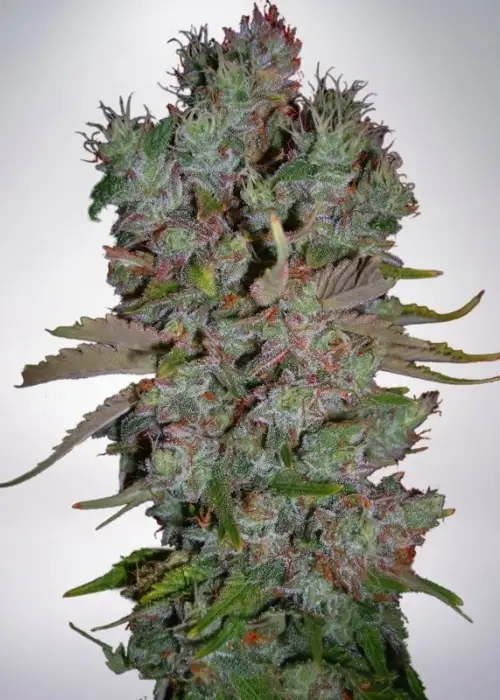 Auto Blueberry Domina by Ministry of Cannabis, Autoflower cannabis strain