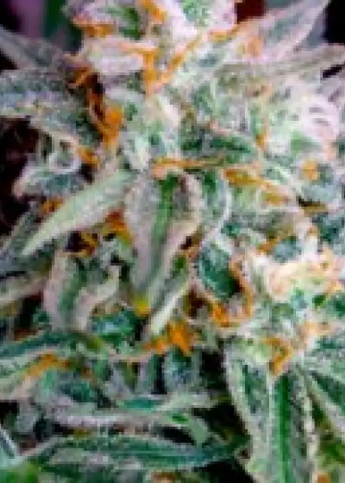 Auto Blueberry Haze by BSB Genetics, Autoflower cannabis strain