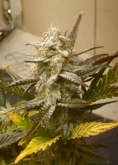 Auto Blueberry Slushy F4 by Roc Bud Inc Genetics, Autoflower cannabis strain