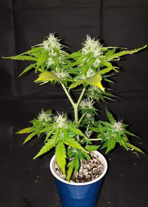 Auto Blueberry by Dutch-Headshop Seeds, Autoflower cannabis strain