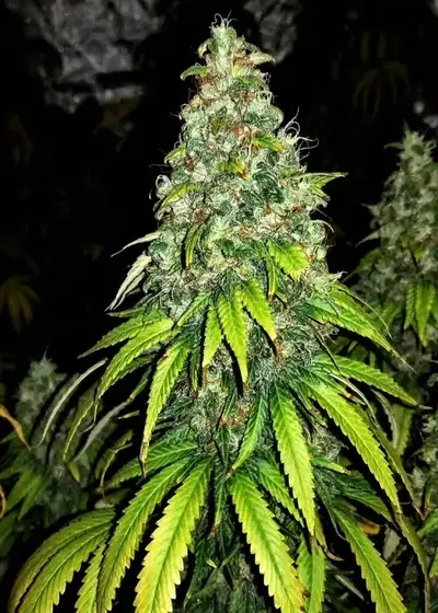 Auto Blutonium Mass by Critical Mass Collective, Autoflower cannabis strain