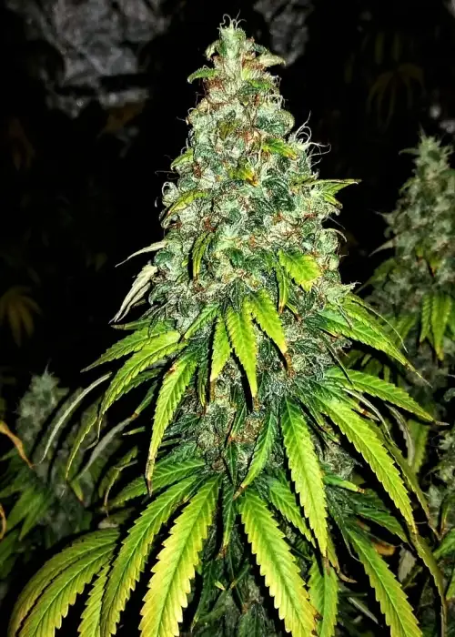 Auto Blutonium Mass by Critical Mass Collective, Autoflower cannabis strain