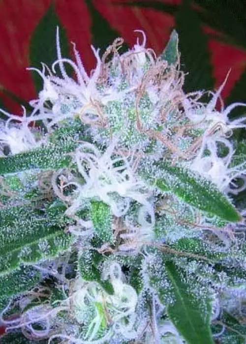 Auto Bomb by Bomb Seeds, Autoflower cannabis strain