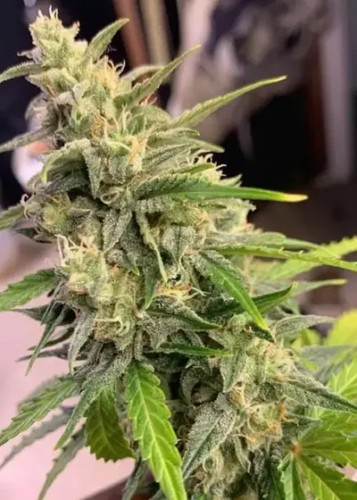 Auto Bride Cake by G13 Labs, Autoflower cannabis strain