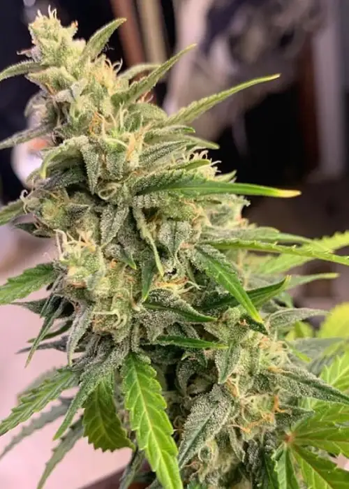 Auto Bride Cake by G13 Labs, Autoflower cannabis strain