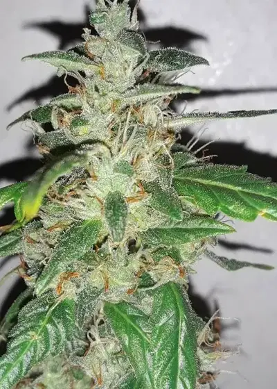 Auto Bruce Banner Fem by 207 Genetics, Autoflower cannabis strain