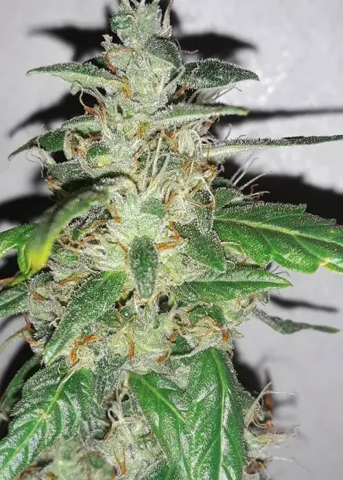Auto Bruce Banner Fem by 207 Genetics, Autoflower cannabis strain