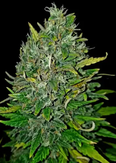 Auto Bruce Banner (Huismerk) cannabis strain