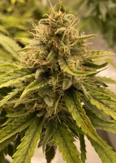Auto Bruce Banner by I49 Seed Bank, Autoflower cannabis strain