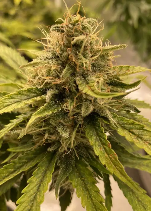 Auto Bruce Banner by I49 Seed Bank, Autoflower cannabis strain
