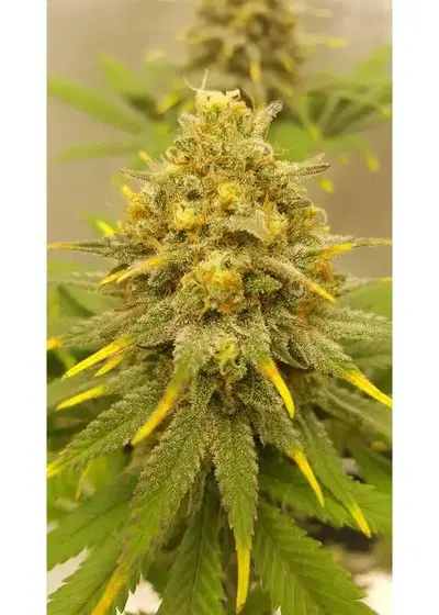 Auto Bruce Lemon Diesel by Super Sativa Seed Club, Autoflower cannabis strain
