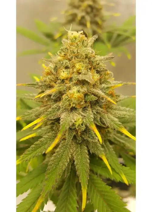 Auto Bruce Lemon Diesel by Super Sativa Seed Club, Autoflower cannabis strain