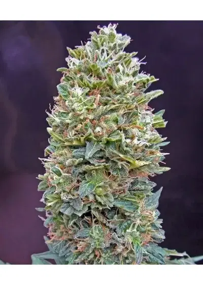 Auto Bubble Gum by Dutch-Headshop Seeds, Autoflower cannabis strain