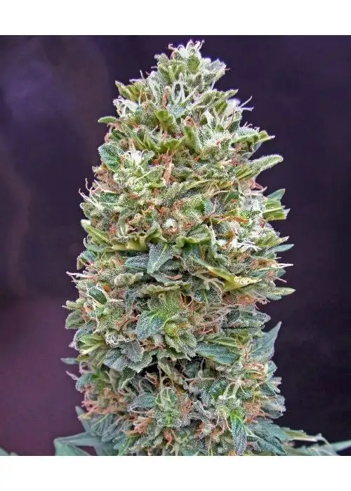 Auto Bubble Gum by Dutch-Headshop Seeds, Autoflower cannabis strain