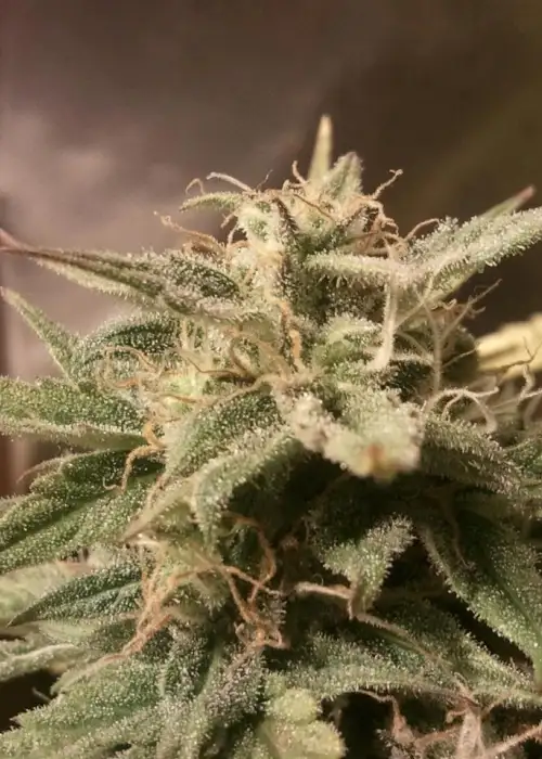 Auto Bubble by Female Seeds, Autoflower cannabis strain