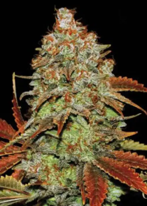 Auto Bubblegum Extra by BulkSeedBank, Autoflower cannabis strain