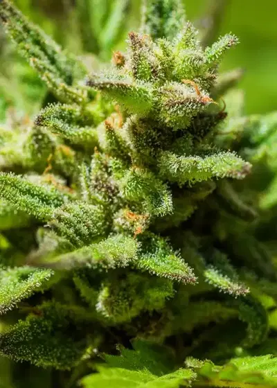 Auto Bubblegum+ Pro by Victory Seeds, Autoflower cannabis strain