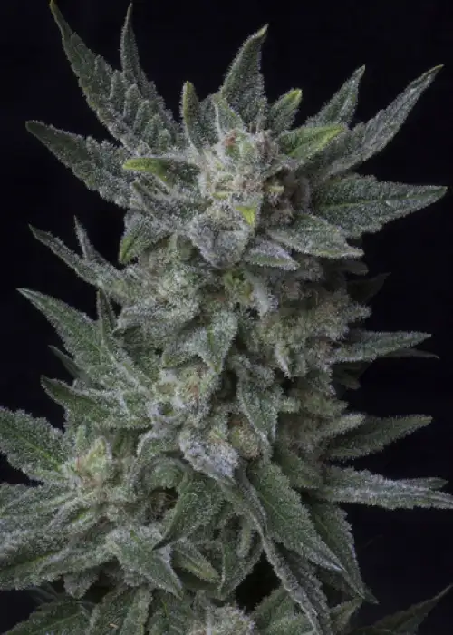 Auto Bubblegum by T.H.Seeds, Autoflower cannabis strain