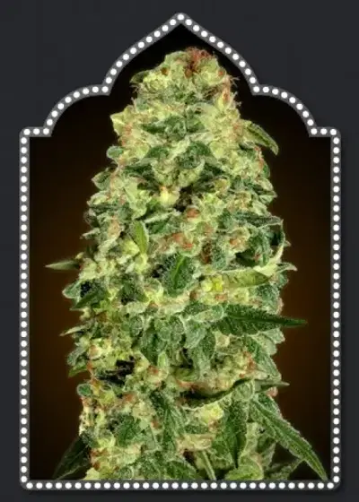 Auto California Kush by 00seeds, Autoflower cannabis strain