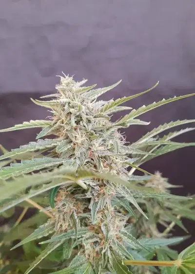 Auto California Snow by Fair Seeds, Autoflower cannabis strain