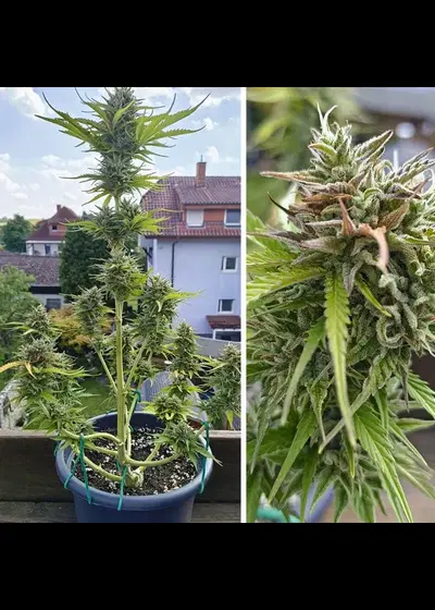 Auto Candy Bubatz XL by Dutch Passion, Autoflower cannabis strain
