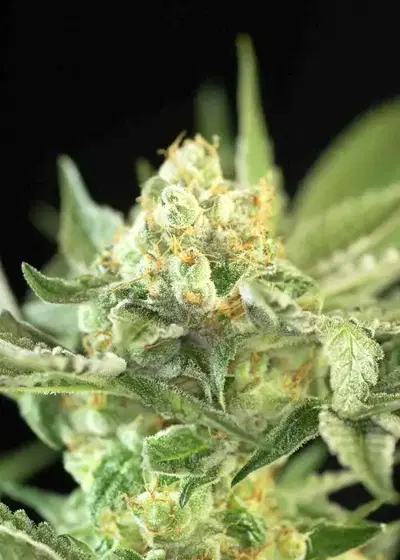 Auto Candy by Divine Seeds, Autoflower cannabis strain