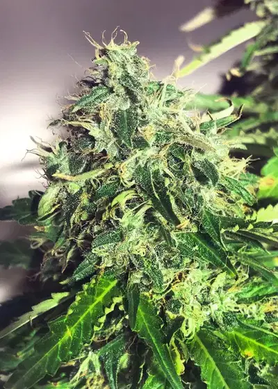 Auto Cannabis Light by Ministry of Cannabis, Autoflower cannabis strain