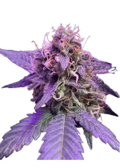 Auto Caramel Cream genetics by IZI Seeds, Autoflower cannabis strain