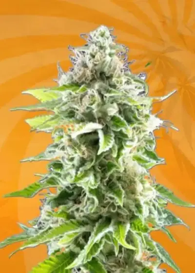 Auto CBD Cookies by Sunwest Genetics, Autoflower cannabis strain