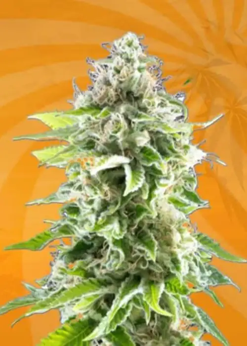 Auto CBD Cookies by Sunwest Genetics, Autoflower cannabis strain