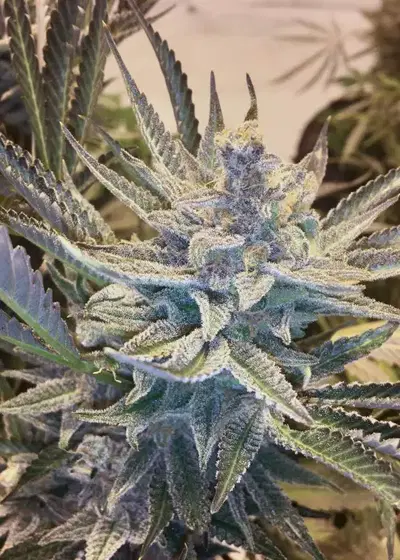 Auto CBD NYC Diesel by Dutch-Headshop Seeds, Autoflower cannabis strain