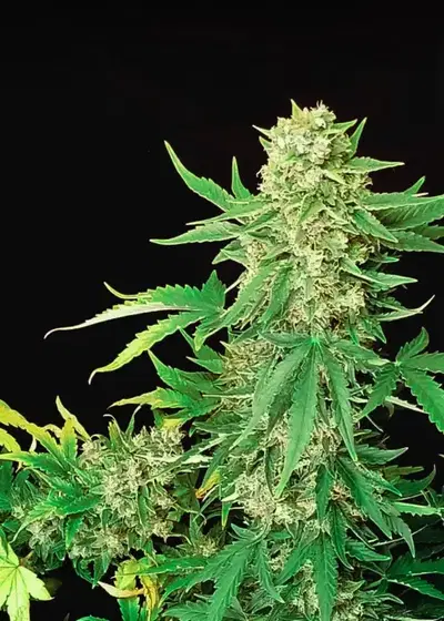 Auto CBD White Widow by Dutch-Headshop Seeds, Autoflower cannabis strain
