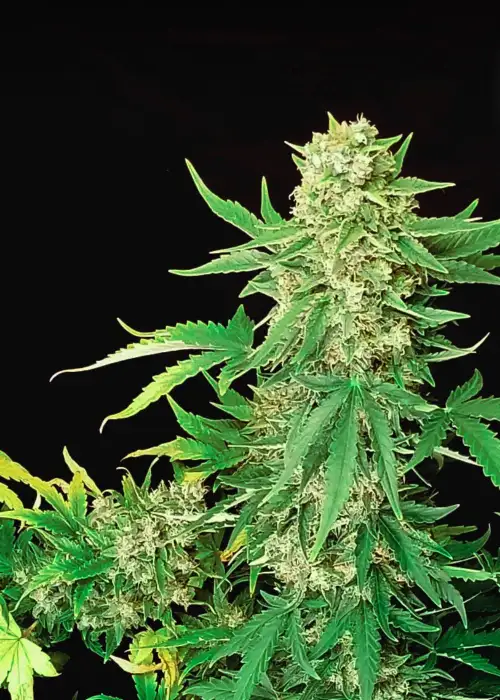 Auto CBD White Widow by Dutch-Headshop Seeds, Autoflower cannabis strain