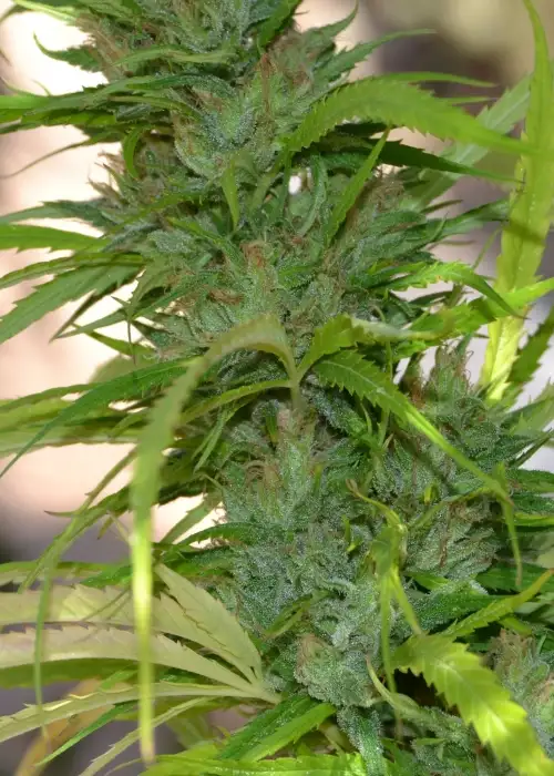 Auto CBG by Cannabiogen Seeds, Autoflower cannabis strain